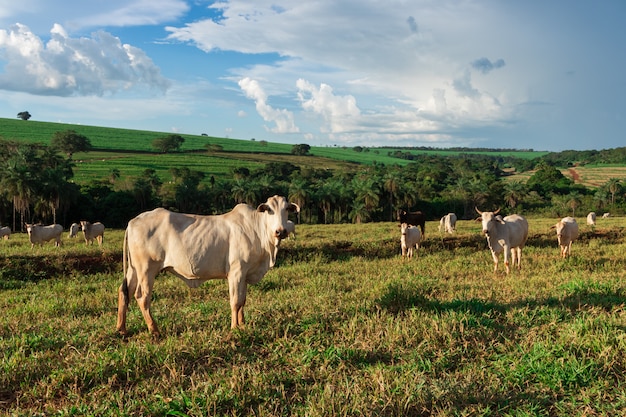 Bovins en liberté dans les pâturages