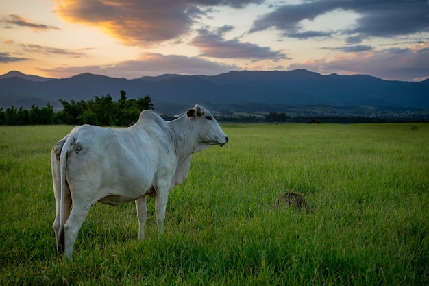 Bovins Nellore au pâturage avec beau coucher de soleil