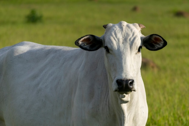 Bovins Nellore isolés sur le pâturage de la ferme