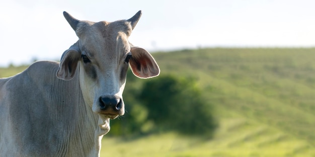 Bovins Nelore au pâturage