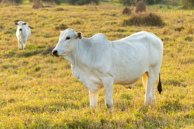 Bovins Nelore blanc au pâturage