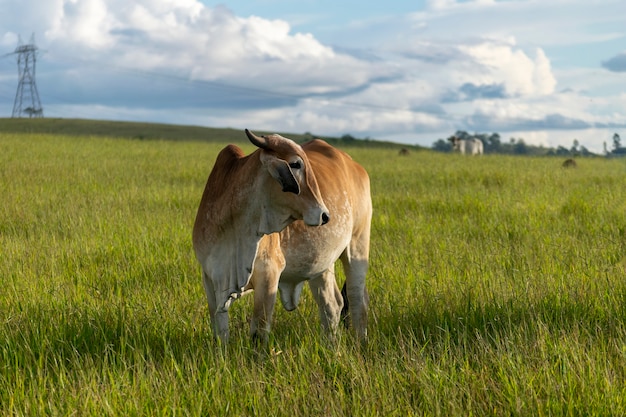 Bovins nelore brun au pâturage