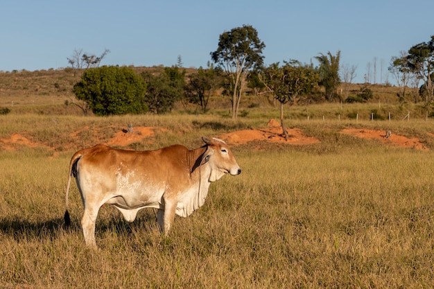 Bovins Nelore brun dans la vue latérale des pâturages