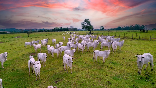 Bovins Nelore dans une ferme au Brésil Vue aérienne des bœufs et des vaches