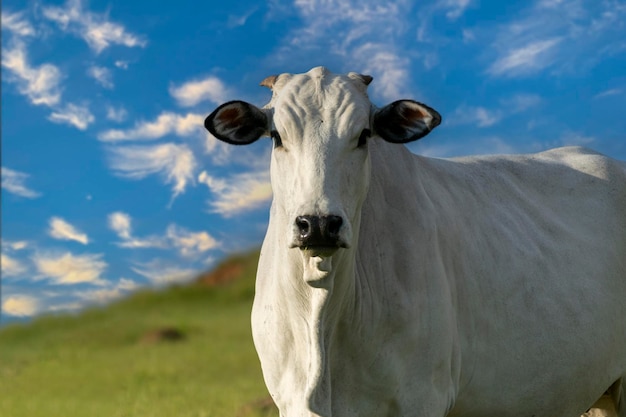 Bovins Nelore dans le pâturage avec ciel bleu