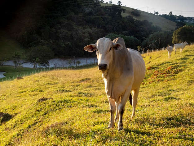 Bovins Nelore dans le pâturage de la ferme