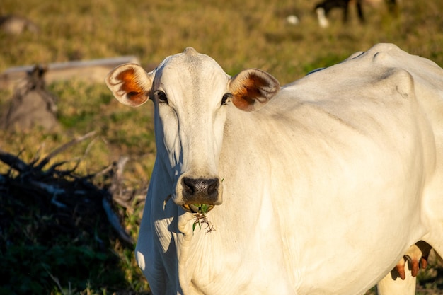 Bovins Nelore dans le pâturage