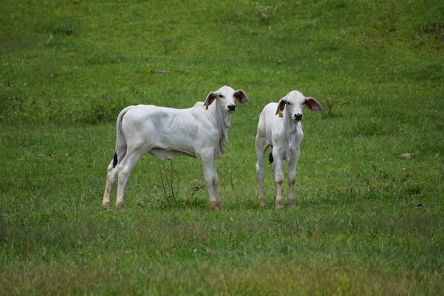 Bovins Nelore dans le pâturage