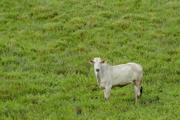 Bovins Nelore dans les pâturages Bétail brésilien