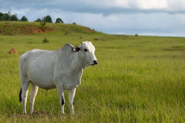 Bovins Nelore dans les verts pâturages