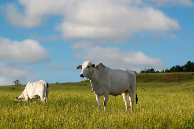 Bovins Nelore dans les verts pâturages