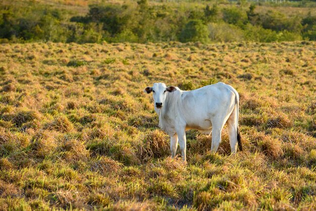 Bovins Nelore à Jacarau Paraiba Brésil