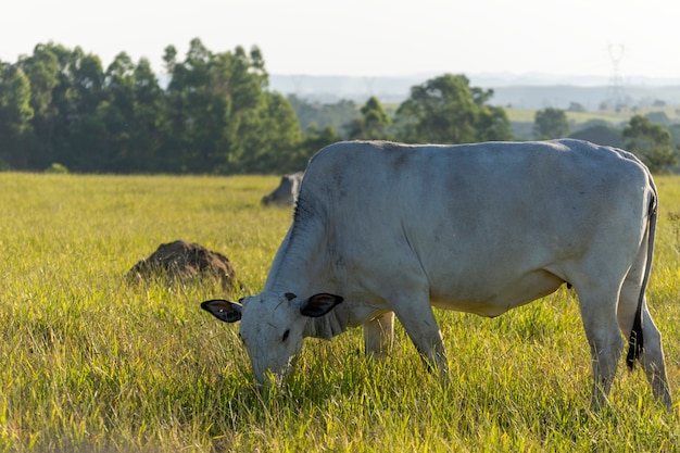 Bovins Nelore paissant dans le champ