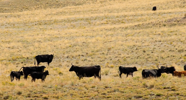 Bovins en plein air dans le Colorado.