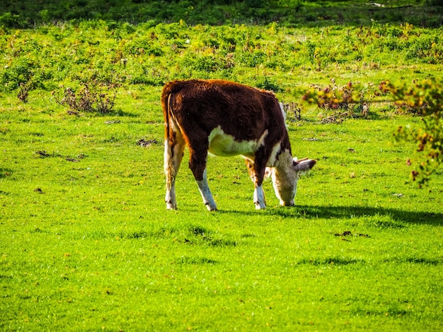 Bovins de prairie HDR Coe Fen à Cambridge