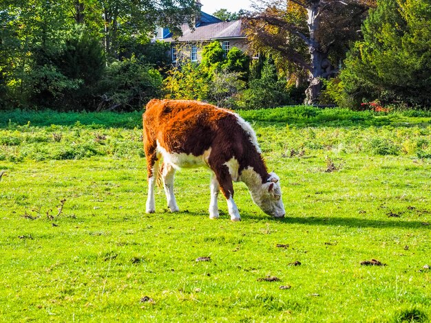 Bovins de prairie HDR Coe Fen à Cambridge