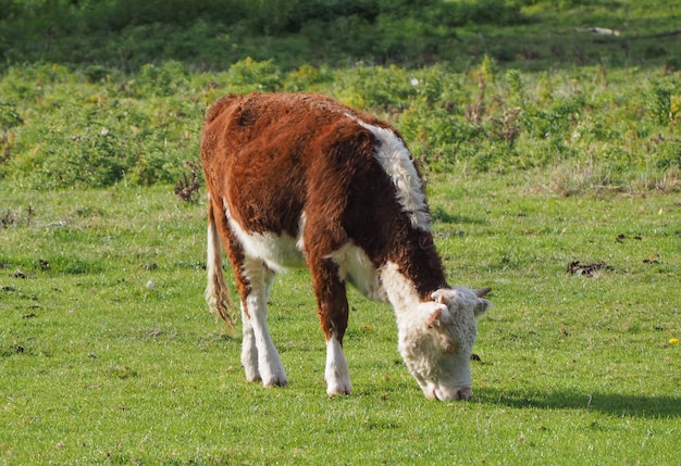 Les bovins des prairies de Coe Fen à Cambridge