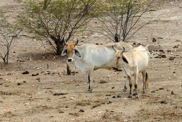 Bovins en saison sèche dans le biome Caatinga à Lastro Paraiba Brésil le 16 octobre 2011