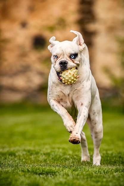 Boxer allemand blanc unique