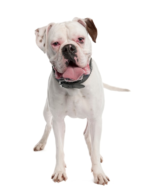 Boxer blanc avec 14 mois. Portrait de chien isolé