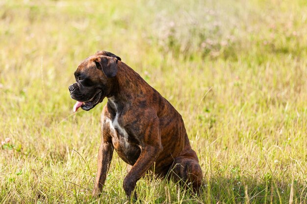 Boxer chien est assis sur l'herbe libre