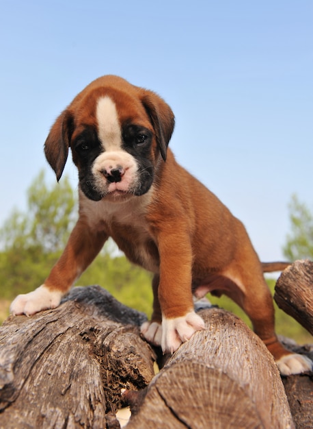 Boxer chiot