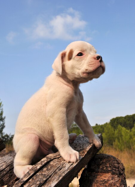 Boxer chiot