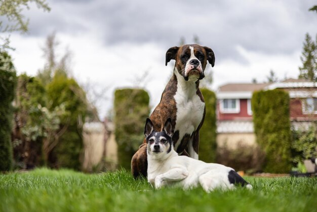 Boxer Dog et Toy Fox Terrier assis sur l'herbe à l'extérieur