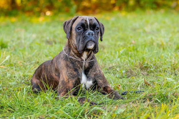 Le boxeur allemand de grande race de chien se trouve en parc sur l'herbe