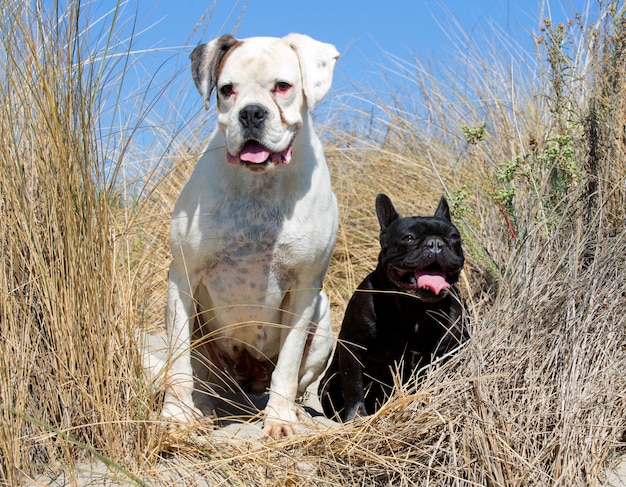 boxeur et bouledogue français