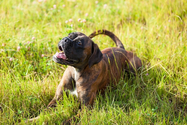 Le boxeur de chien se trouve sur l'herbe