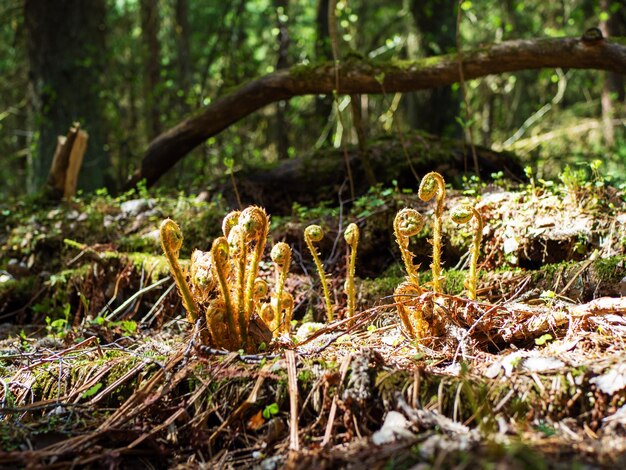 Bracken rachis Dryopteris filixmas Pousses de fougère Rachis fougère Fern bracken