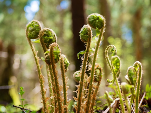 Bracken rachis Dryopteris filixmas Pousses de fougère Rachis fougère Fern bracken