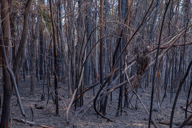 BragaPortugal outubro de 2017 Vue d'une forêt au Portugal après qu'un incendie est maîtrisé