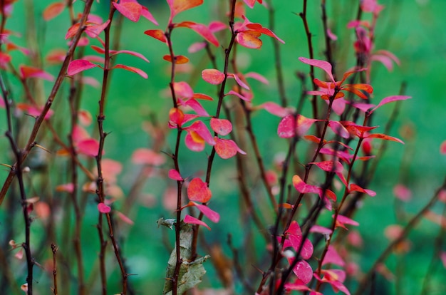 Brahches et brindilles d'épine-vinette rouge foncé, fin de l'automne