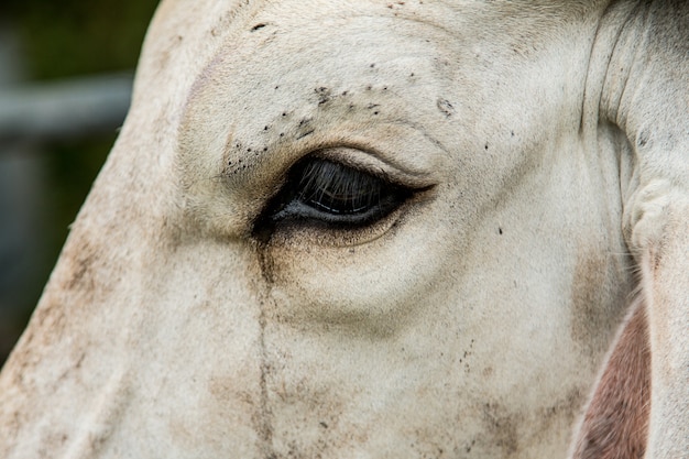 Brahman Bétail dans les écuries