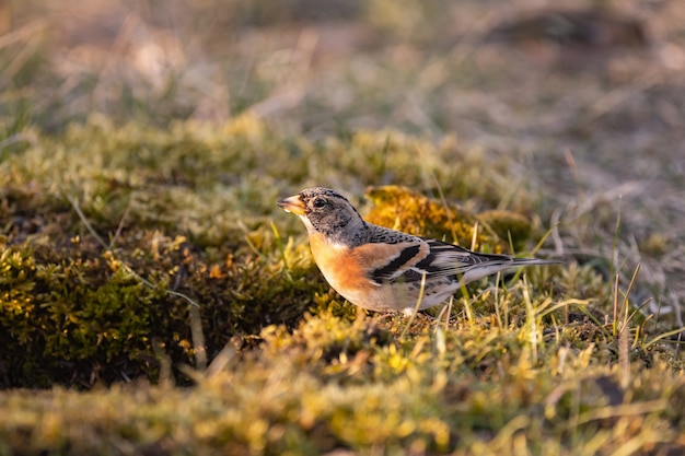 Brambling fringilla montifringilla debout sur la mousse au bord de l'eau.