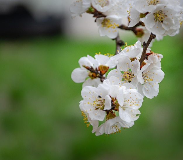 Branche d'abricot en fleurs dans le jardin de printemps