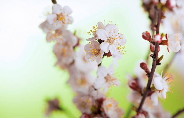 Une branche d'abricot avec des fleurs et des feuilles dans un jardin de printemps