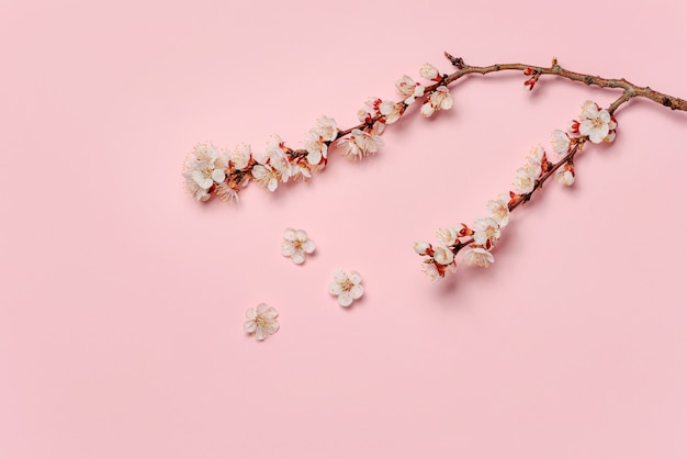 Branche d'abricot en fleurs isolée sur un mur rose.