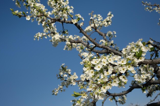 une branche d'abricot ou de pêche en fleurs sur un fond bleu.