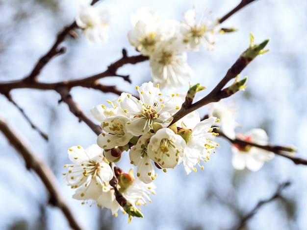 branche d'abricotier avec de belles fleurs blanches et bourgeons contre un ciel bleu