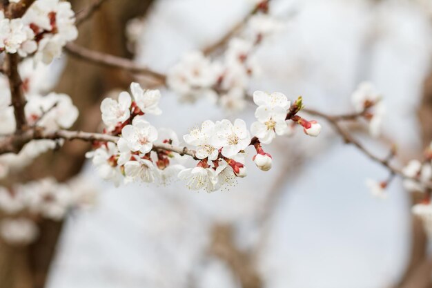 Branche d'abricotier dans la période de floraison printanière sur fond de ciel bleu flou. Faible profondeur de champ. Mise au point sélective sur les fleurs.