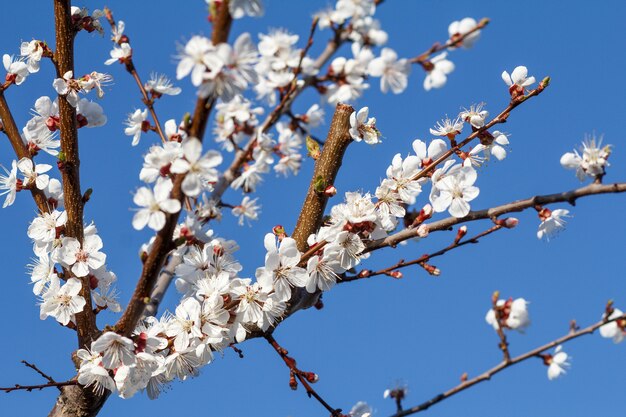 Branche d'abricotier dans la période de floraison printanière sur fond de ciel bleu flou. Mise au point sélective