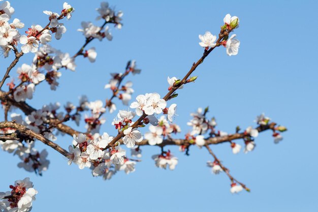 Branche d'abricotier dans la période de floraison printanière sur fond de ciel bleu flou