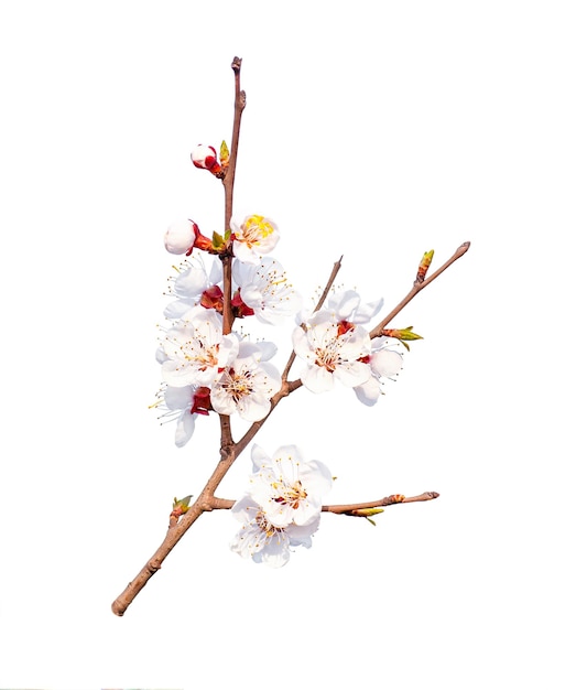 Branche d'abricotier en fleurs en fleurs isolées