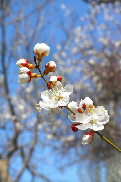 Branche d'abricotier en fleurs