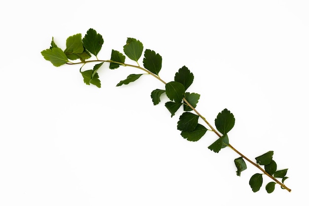 Branche d'abricotier isolé sur fond blanc