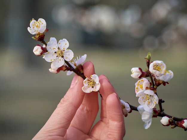 Branche d'abricots en fleurs à la main