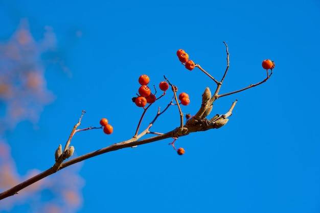 Branche abstraite avec des baies de rowan rouges contre le ciel bleu